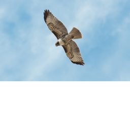 falcon hangout