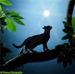 Moonclan Cats