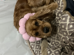 Dico Paws