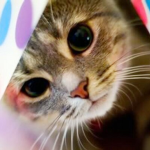 cat hunter