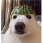 The Watermelons Of Justice