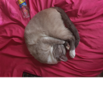 FAT DISGUSTING CAT