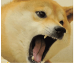 Dogs pups and more dogs