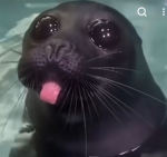 Seal of seals
