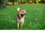 ShibaLand