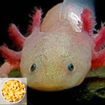 Mac n cheese eating salamanders