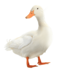 -duck club-