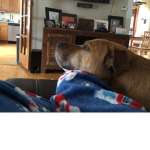 Fighters For PitBulls
