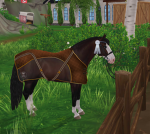 -*HORSE RIDERS*-