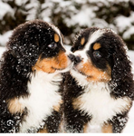 ~PUPPY CLUB!~
