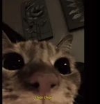 Kitty|group
