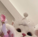 ʚMy kittensɞ