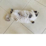 Neko. Lushh.
