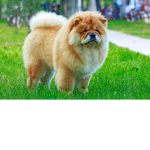 The cutest thing you ever seen