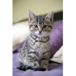 CATTY BOBA PLAYS GROUP