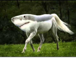 Shorse