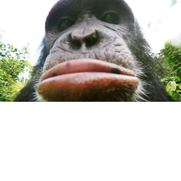 monke island   WAR