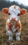 Cow calf’s