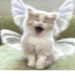Trixie's angels