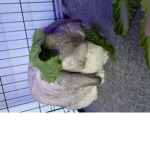 The Bun-Buns