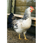 the chicken club