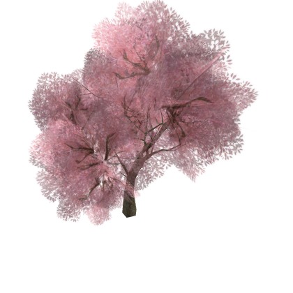 Japanese Sakura Tree