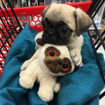 Pug Love Studios!