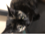 Gib24
