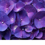 Purple Flower