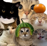 Social Media Cats