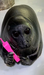Silliest Seals