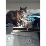 Cats Kingdom (NO RATS)