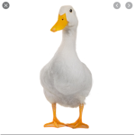 The duckies_ official