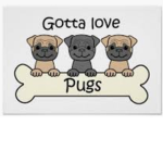 The wild pug squad!