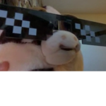 Shesgoofyru?