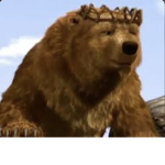 Bear gang-