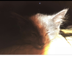 catecats