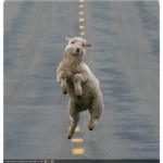 The Happy Sheep