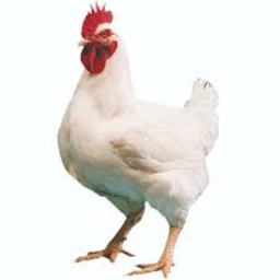 Chicken Fight!