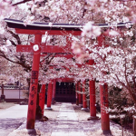 TeamSakura~
