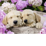 animol babys