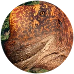 APEX Sauroposeidon Unlocked!
 Roblox badge thumbnail