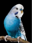 Parakeet!