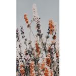 Aesthic Sunflowers