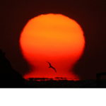 The Sunset Clan [SSC]