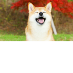 ShibaGamers
