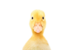 ~ THE DUCKY ARMY ~