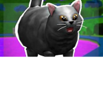 Awww look at this kitten