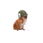 The Really Epic Doge Empire