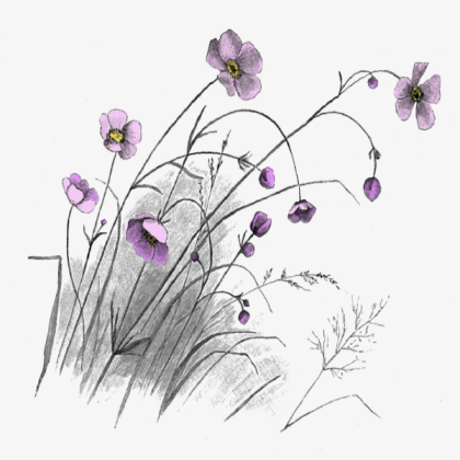 Lavender Drawing  Roblox decal